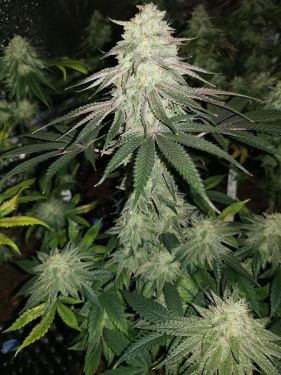 Mokums Tulip 5pk